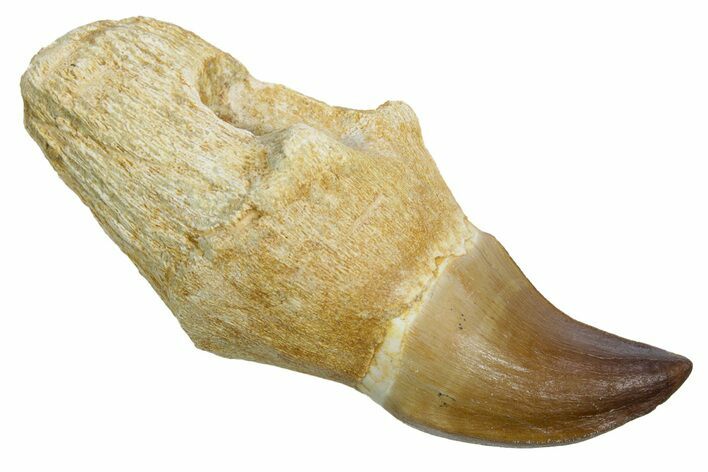 Fossil Rooted Mosasaur (Halisaurus) Tooth - Morocco #353192